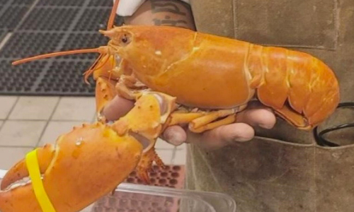 Rare Orange Lobster