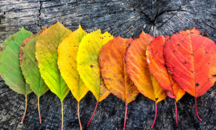 Senior Story Club Shares Autumn Theme Stories And Poems, 10/18