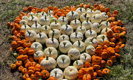 Hart Square Hosts First Annual Pumpkin Patch, Now Till Oct. 9th