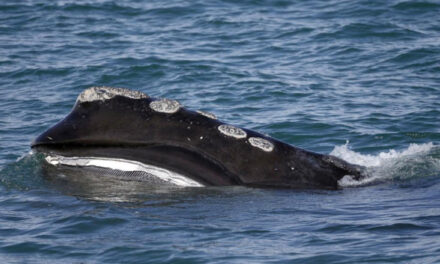 Endangered Whale Population Sinks Close To 20-Year Low