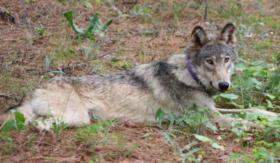 Wolf Spotted In Southern California May Be From Oregon