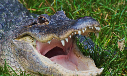 Alligator Crawls Out Of Drain At Alabama Apartment Complex