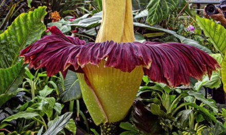 Giant ‘Corpse Plant’ Draws Crowds In Southern California