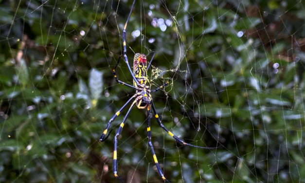 Asian Spider Takes Hold In  Georgia, Sends Humans Scurrying