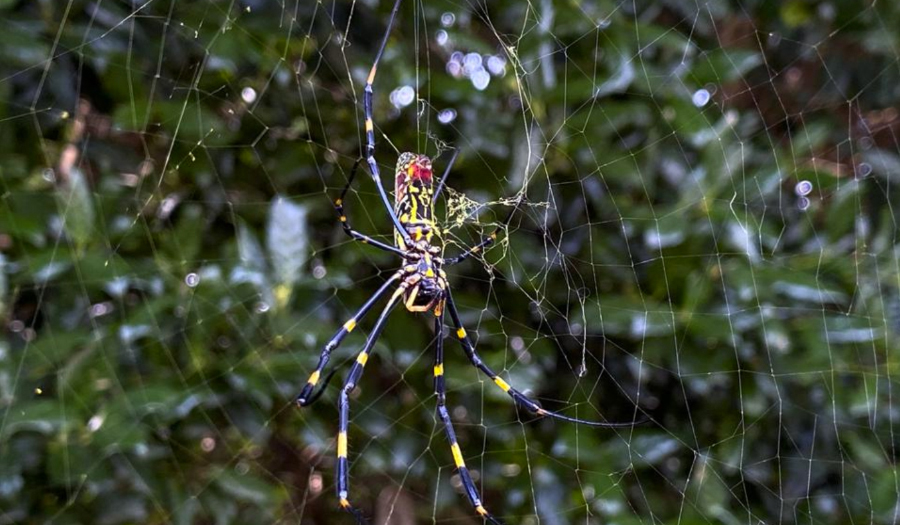 Asian Spider Takes Hold In  Georgia, Sends Humans Scurrying