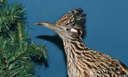Roadrunner, Going Faster, Ends Up In Maine After Hitchhike