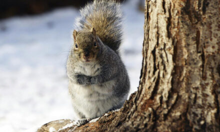 Squirrels Force St. Paul Park To Scale Back Holiday Lights