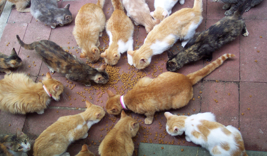 Accidental Shooting Leads Police To Home With 70+ Cats