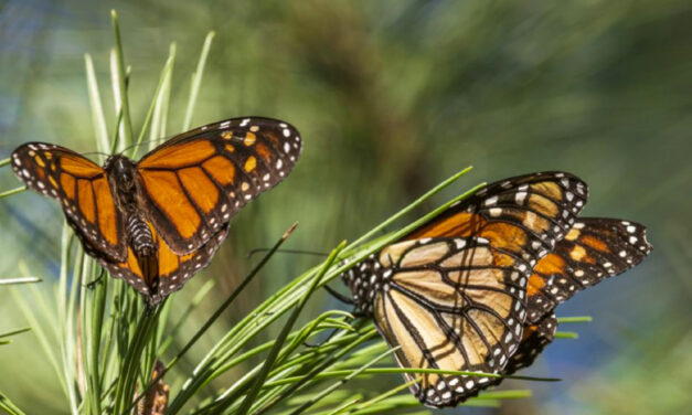 Western Monarchs Rebound But Still Below Historic Population