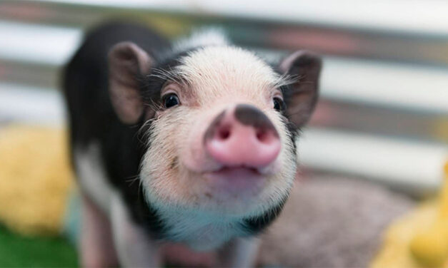 ‘Adorable’ Piglet Found Wandering City