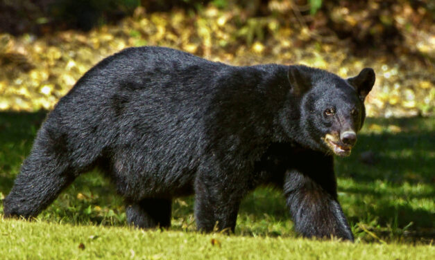 Huge Tahoe Bear Breaks Into Homes As It Eludes Capture