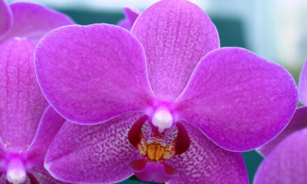 Ironwood Estate Orchids Hosts Open House & Sale, 2/5 -2/14