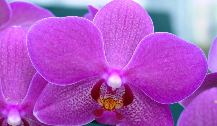 Ironwood Estate Orchids Hosts Open House & Sale, 2/5 -2/14