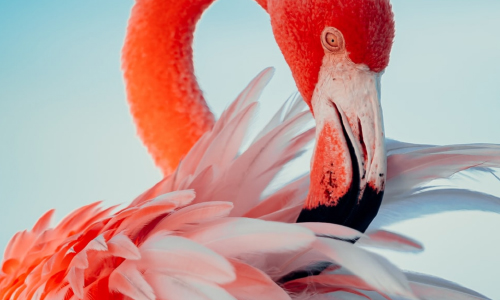 Flamingo That Escaped Kansas Zoo In 2005 Spotted In Texas