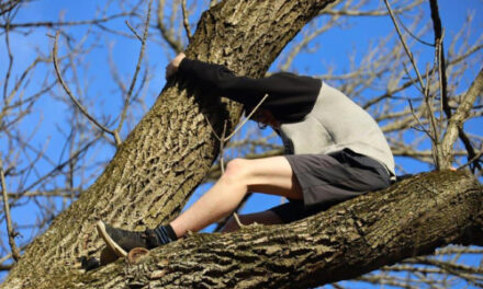 Boy Rescued After Getting Stuck In Tree Rescuing Cat