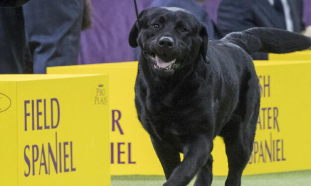 Poodles Pop In Popularity, But Labs Still No. 1 US Dog Breed