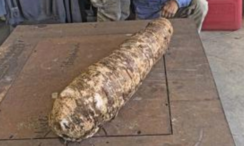 Massive Hawaii Taro Root Could Be Largest Ever Harvested