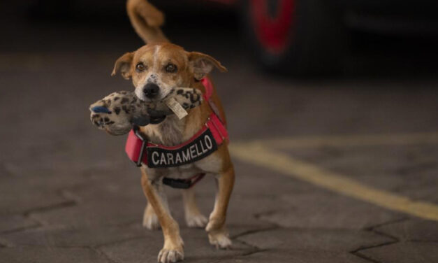 In Rio, Rescue Dogs Watch Out For Their Rescuers