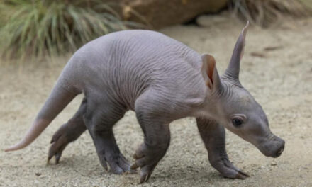 San Diego Zoo Welcomes First Aardvark Birth In Years