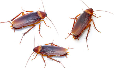 Cockroaches Released During Hearing In New York