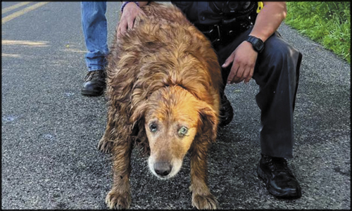 Trooper Crawls Into Drain Pipe To Rescue Missing Dog | Focus Newspaper