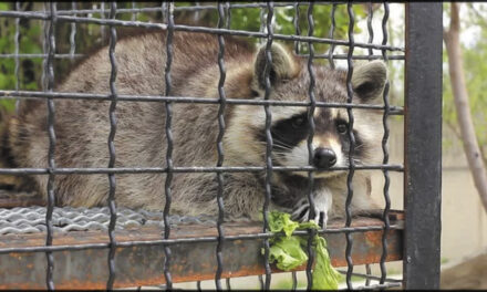 Pair Fined After Taking A Raccoon Into Pet Store
