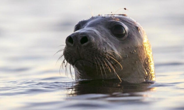 High Number Of Seal Deaths Appear Linked To Bird Flu