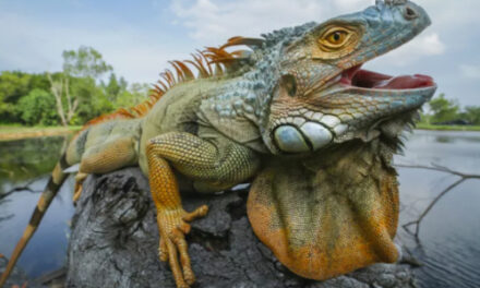 Florida Woman Surprised By Uninvited Iguana, In Her Toilet