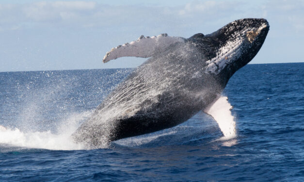 Jumping Humpback Whale Lands On Boat; No One Hurt