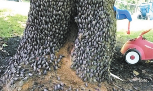 Lanternflies Have Arrived in NC! It’s Not Good News!!