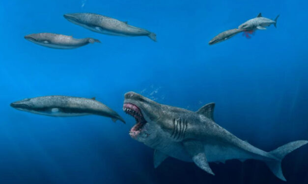 Giant Sharks Once Roamed The Seas, Feasting On Huge Meals