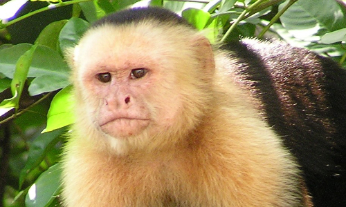 Monkey Business Behind 911 Call From California Zoo