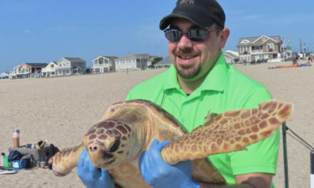 World’s Toughest Turtle? Survivor Among 8 Returned To Ocean