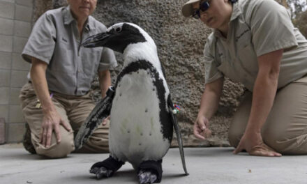San Diego Zoo Penguin Fitted With Orthopedic Footwear