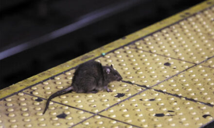 Rat Attack: NYC Seeks Hands-On Leader In Anti-Rodent Fight