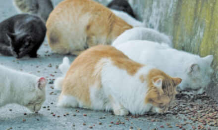 Alabama Women Face Trial For Feeding & Trapping Stray Cats