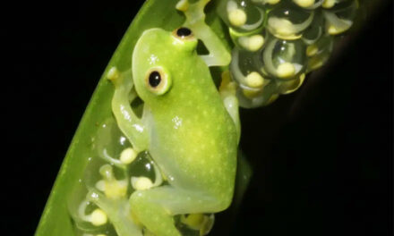 lass Act: Scientists Reveal Secrets Of Frog Transparency