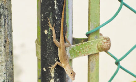 Forest Lizards Genetically Morph To Survive Life In The City
