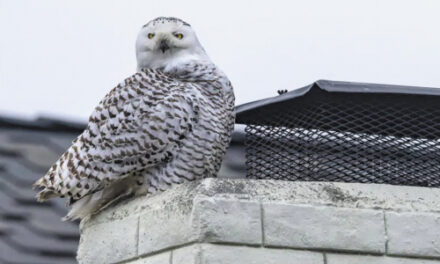Real Snowbird In S. California? Snowy Owl To Be Exact