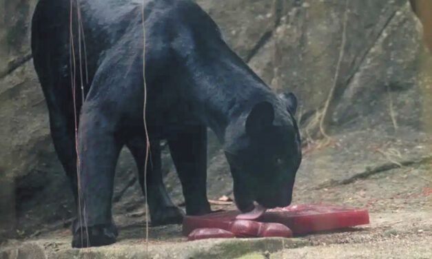 Blood-Flavored Ice Helps Zoo Animals Beat Rio’s Heat