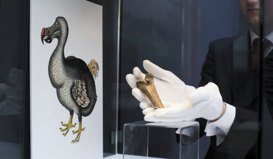 Bring Back Dodo? Ambitious Plan Draws Investors And Critics