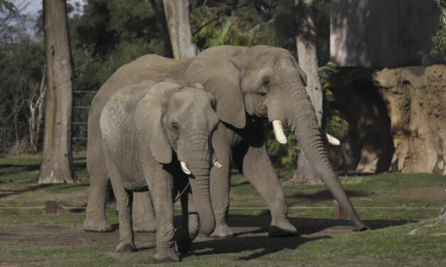 Elephants In US Zoos? Without Breeding, Future Is Uncertain