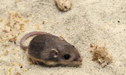 Tiny California Mouse Wins Guinness Award For Longevity