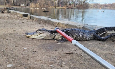 Abandoned Alligator Rescued From Brooklyn Lake In NYC