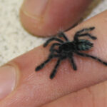 Iowa State University Gets 169 Confiscated Baby Tarantulas
