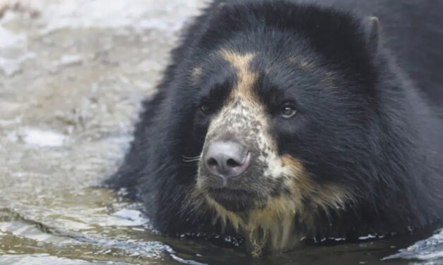 Escape-Artist Missouri Bear Heads To Texas Zoo With Moat