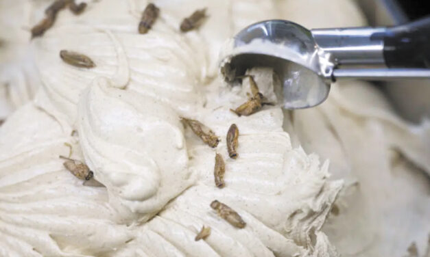 German Ice Cream Parlor Offers Cricket-Flavored Scoops