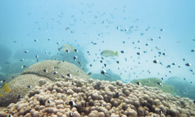 Nations Reach Accord To Protect Marine Life On High Seas