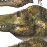 Has T. Rex Lost Its Bite? Menacing Snarl May Be Wrong