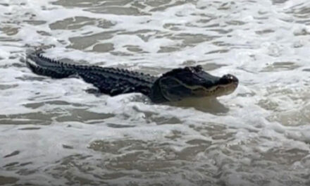 Surfing Gator Seen Relaxing At Alabama Beach Amid The Waves